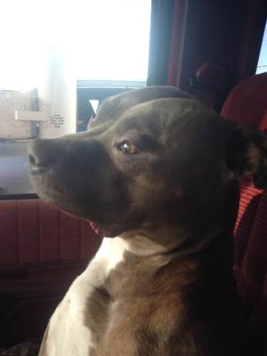 Safe Pit Bull in Nicholasville, KY