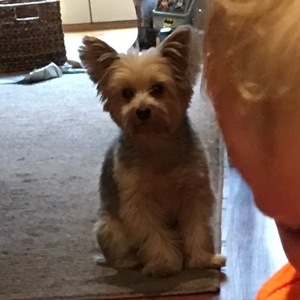 Safe Yorkshire Terrier in Chicago, IL