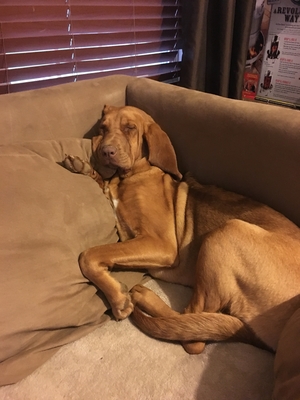 Safe Bloodhound in Sellersburg, IN