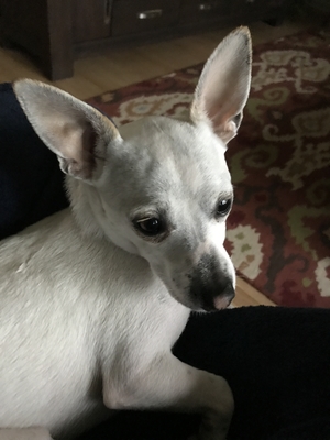 Safe Chihuahua in Devon, PA