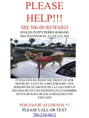 Safe Pomeranian in Miami, FL