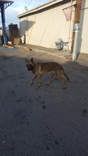 Safe Belgian Sheepdog in Glendale, AZ