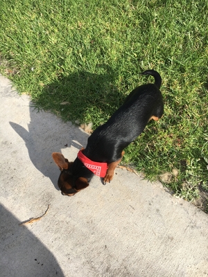Safe Chihuahua in Baldwin Park, CA