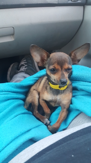 Safe Chihuahua in Maryville, TN