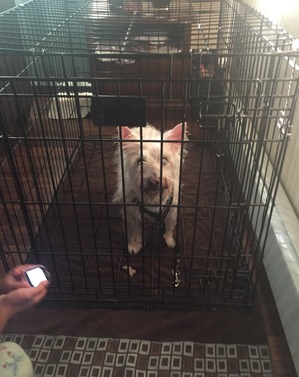 Safe West Highland White Terrier in Levittown, PA