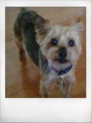 Safe Yorkshire Terrier in Waxhaw, NC