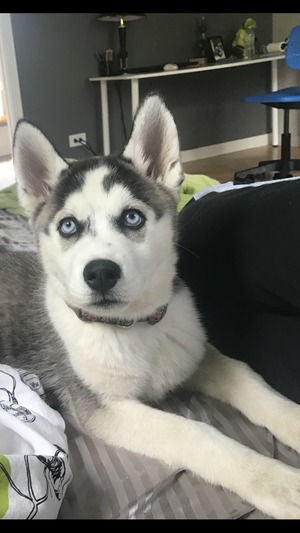Safe Siberian Husky in Downers Grove, IL