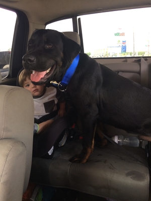 Safe Rottweiler in Seabrook, TX