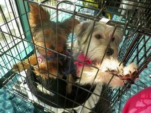 Safe Yorkshire Terrier in Orlando, FL