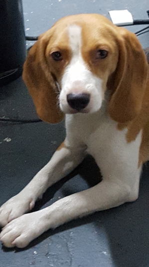 Safe Beagle in New York, NY