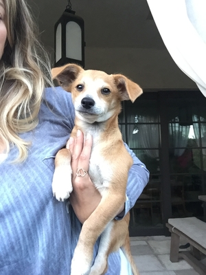 Safe Chihuahua in Santa Monica, CA