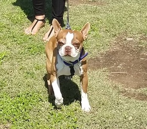 Safe Boston Terrier in San Antonio, TX