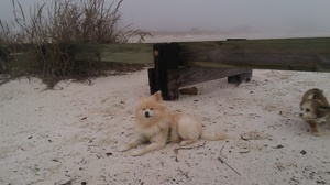 Safe Pomeranian in Houston, TX
