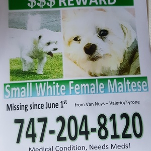 Safe Maltese in Van Nuys, CA