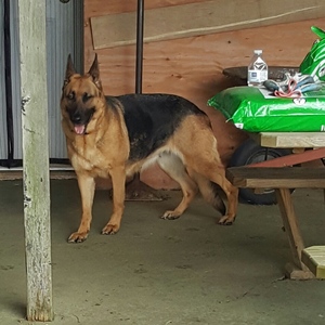 Safe German Shepherd Dog in Parkesburg, PA