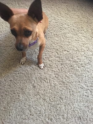 Safe Chihuahua in Elk Grove, CA