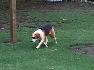Safe Beagle in Tahlequah, OK
