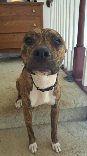 Safe Pit Bull in Rossiter, PA US