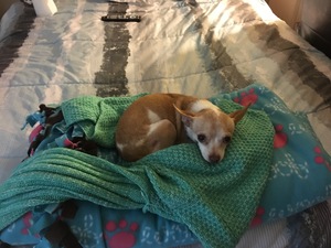Safe Chihuahua in Lakewood, CA