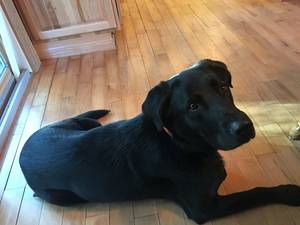 Safe Labrador Retriever in Sanbornton, NH