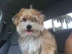 Safe Yorkshire Terrier in Miami, FL