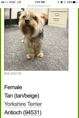 Safe Yorkshire Terrier in Antioch, CA US