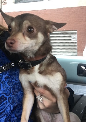 Safe Chihuahua in Kearny, NJ