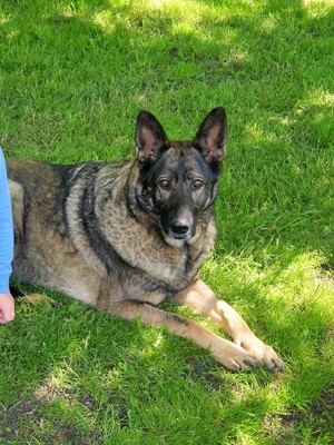 Safe German Shepherd Dog in Addison, NY US