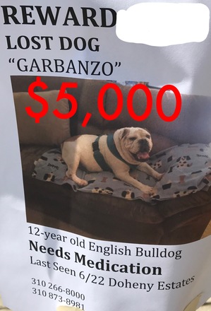 Safe English Bulldog in West Hollywood, CA