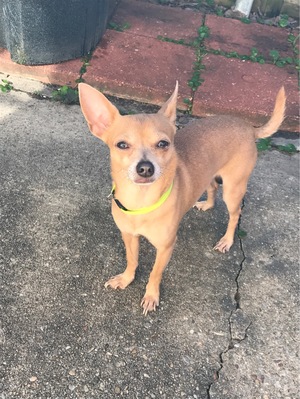 Safe Chihuahua in Baton Rouge, LA