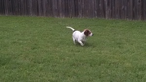 Safe Beagle in Pflugerville, TX