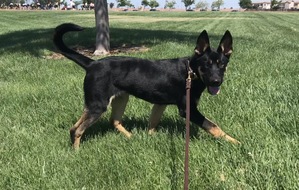 Safe German Shepherd Dog in Rancho Cordova, CA