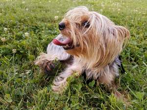 Safe Yorkshire Terrier in New Castle, PA