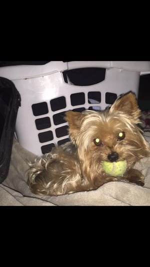 Safe Yorkshire Terrier in South Wayne, WI