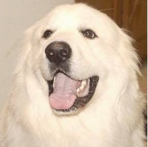 Safe Great Pyrenees in Middlesex, NC