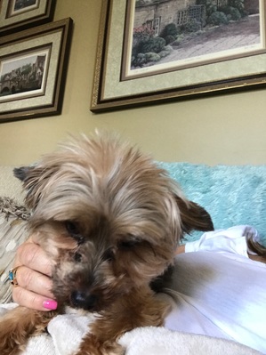 Safe Yorkshire Terrier in Plain City, OH