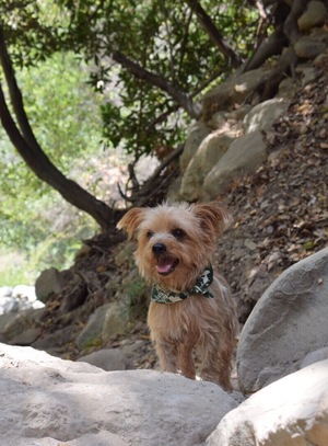 Safe Yorkshire Terrier in Los Angeles, CA
