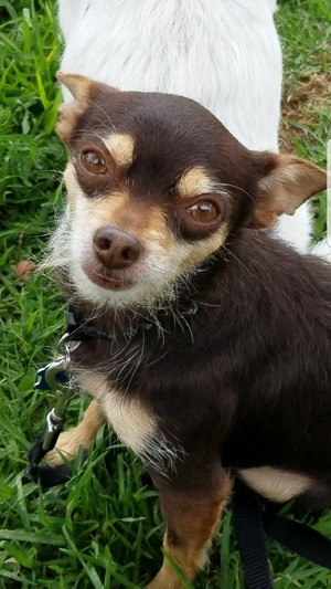 Safe Chihuahua in Lawndale, CA