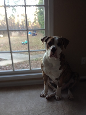 Safe American Bulldog in Peachtree Corners, GA