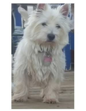 Safe West Highland White Terrier in Stewartstown, PA