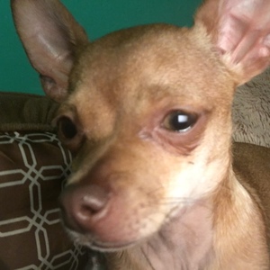 Safe Chihuahua in Peekskill, NY
