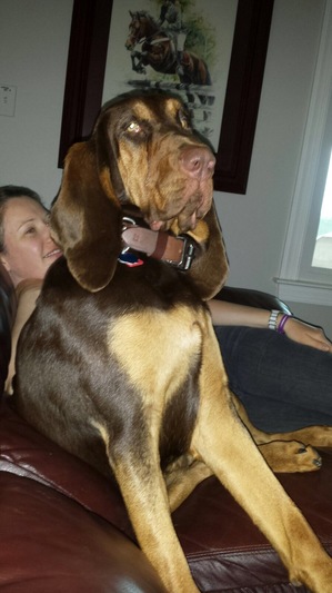Safe Bloodhound in Virginia Beach, VA