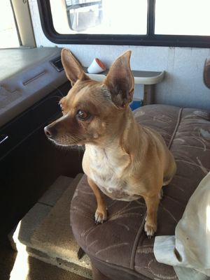 Safe Chihuahua in Lordsburg, NM