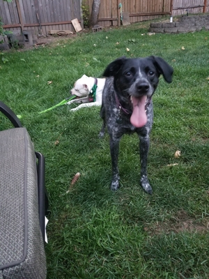 Safe German Shorthaired Pointer in Portland, OR