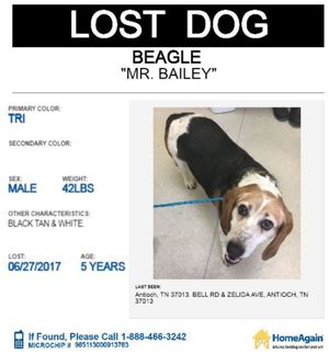Safe Beagle in Antioch, TN