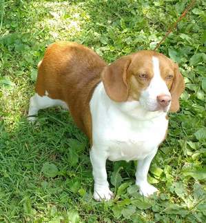 Safe Beagle in Batavia, OH