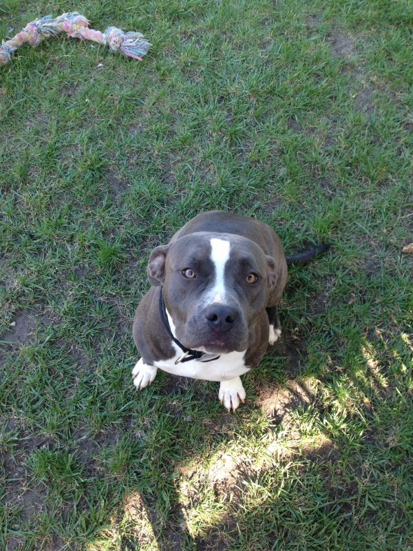 Safe American Staffordshire Terrier in Brentwood, CA