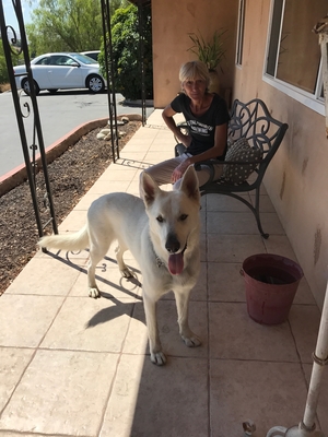 Safe German Shepherd Dog in Corona, CA