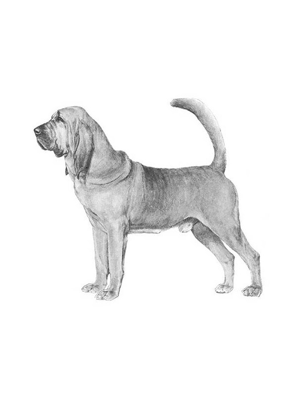 Safe Bloodhound in Cranesville, PA