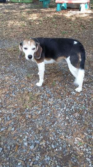 Safe Beagle in Gastonia, NC